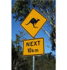australien,Fotolia,gefahr,knguru,orange,schild,straen,symbol,wallaby,warnung,zeichen